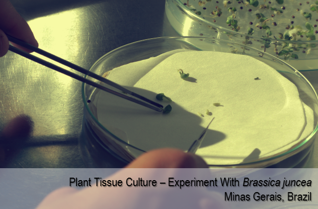 Plant tissue culture in a experiment with Brassica juncea - Minas Gerais, Brazil