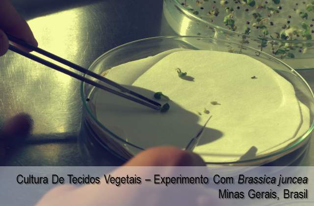 Cultura de tecidos vegetais em experimento com Brassica juncea - Minas Gerais, Brasil