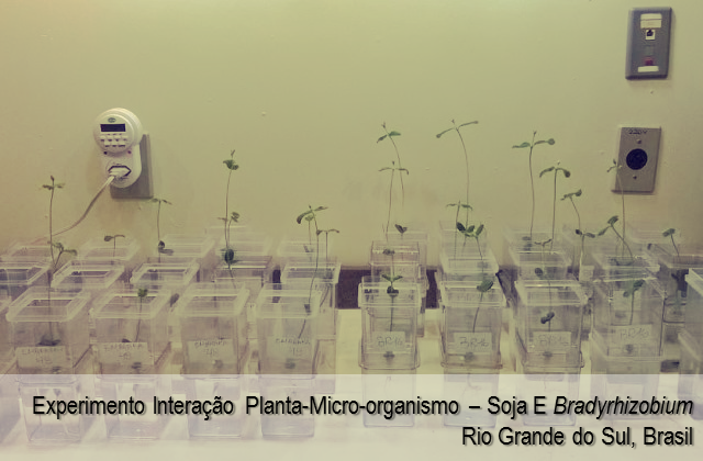 Experimento de interação planta-micro-organismo ente soja e Bradyrhizobium - Rio Grande do Sul, Brasil