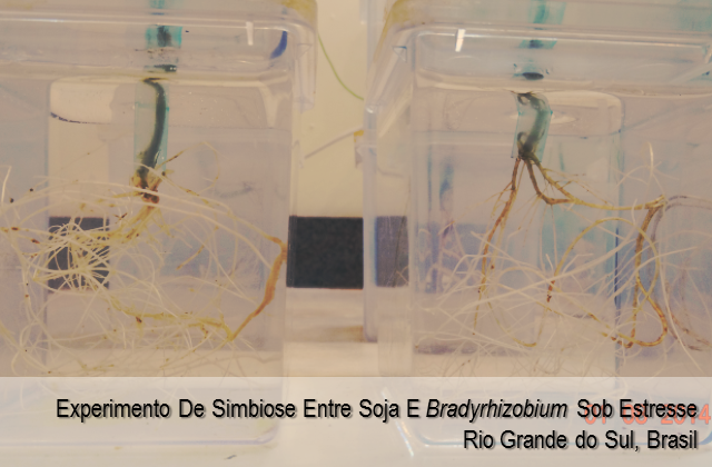 Experimento de simbiose entre soja Bradyrhizobium sob estresse - Rio Grande do Sul, Brasil