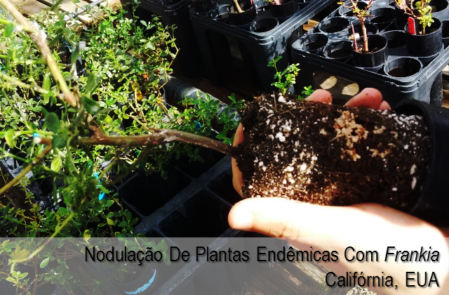 Nodulação de plantas endêmicas com Frankia - Califórnia, EUA